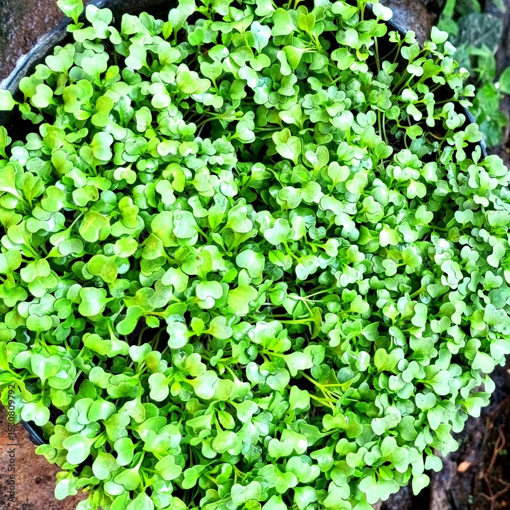 Obraz premium green leaves background