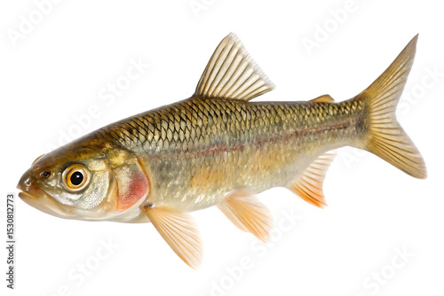 Small Freshwater Fish on White