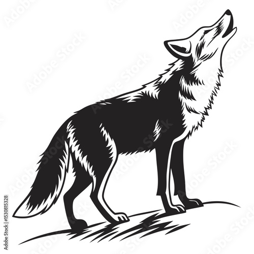 Lone wolf stands howling in black and white with its head raised upwards