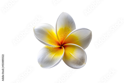 White plumeria blossom featuring five smooth petals with yellow center and orange-red core, isolated on a transparent background
