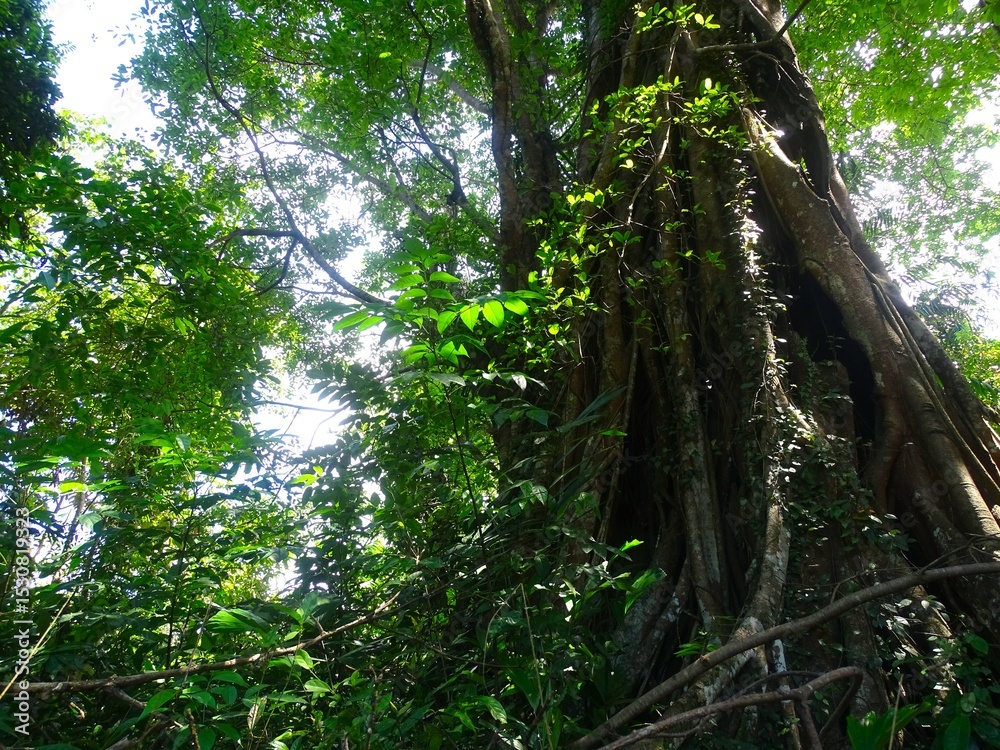 Fototapeta premium The Ficus benjamina tree grows well with a very large and tall trunk