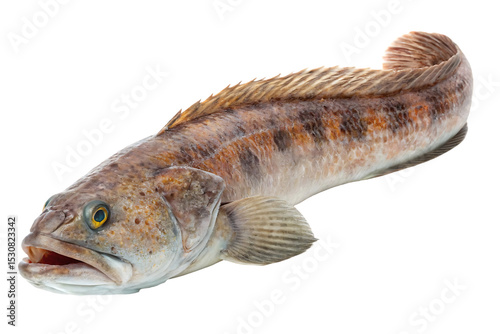 Burbot Fish Isolated