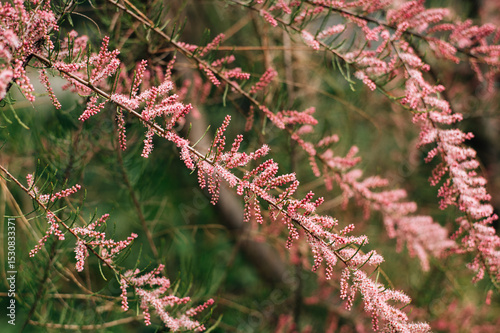 Bushes with small pink flowers