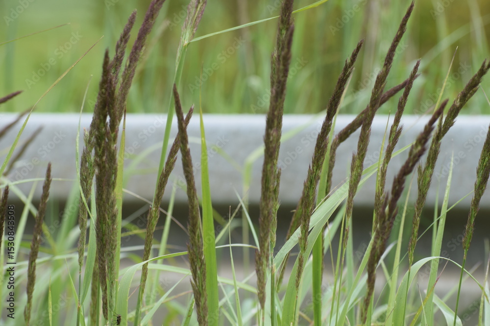 Obraz premium grass in the water