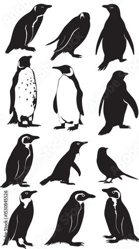 penguin bird animal silhouette cartoon , black silhouettes isolated on white background
