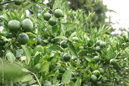 green tangerine growing on a tree
