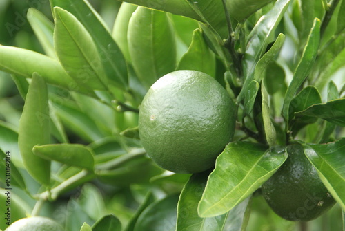 green tangerine on tree