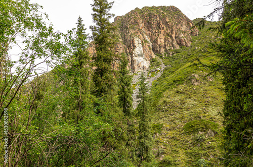mountain landscape with trees