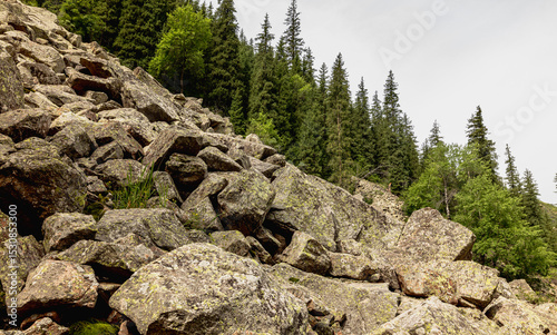 tree in the mountains