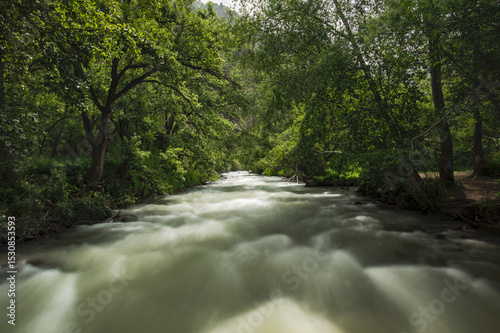 stream in the forest
