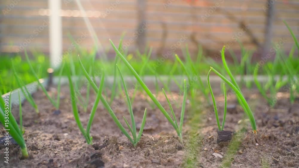 Close-up of a vegetable garden bed with growing onions 