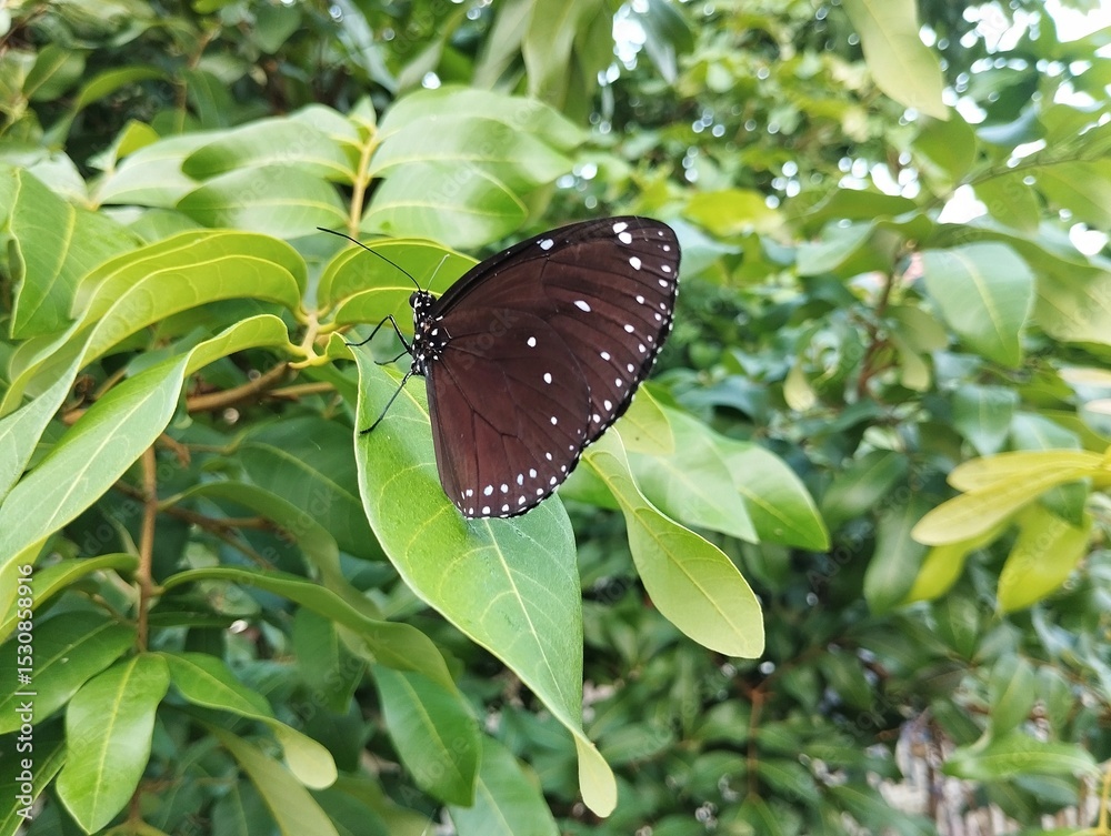 Fototapeta premium Striped blue crow butterfly (Euploea mulciber) on leaf in outdoor garden
