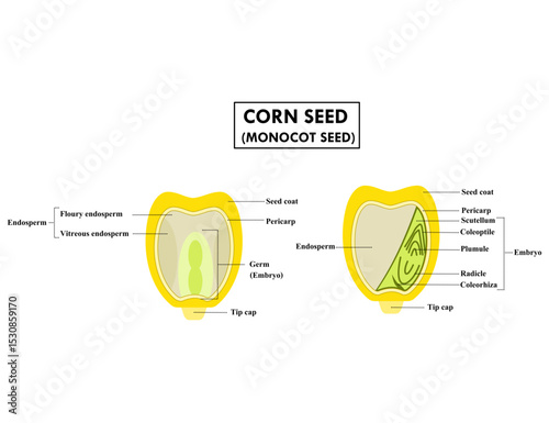 Anatomy of corn seed (monocot) cross section.Monocotyledon seed.Structure of grain.Part of bean.Diagram for biology or science.Infographic for education in school.Botany concept.Vector illustration.