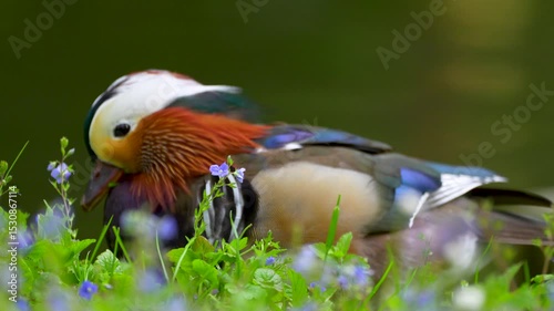 male mandarin duck in flowers and grass