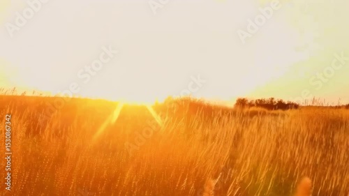 Golden Grass Swaying in Sunset Breeze. Low-angle shot of tall golden grass moving gently in the wind at sunset. Warm, dreamy countryside atmosphere