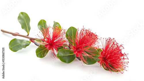 Ohi'a Lehua Flowers on White