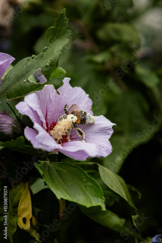 bee on a flower