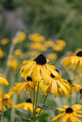 bee on yellow flower