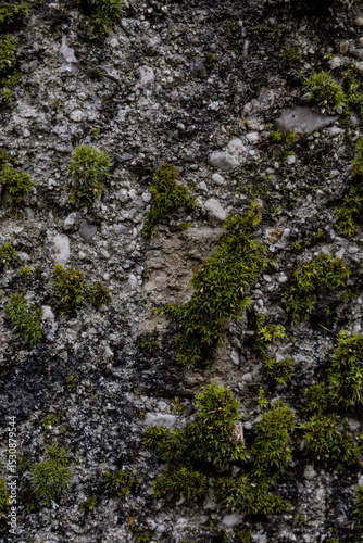 moss on stone
