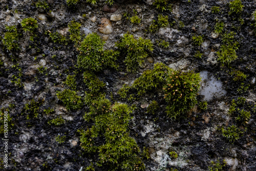 moss on stone