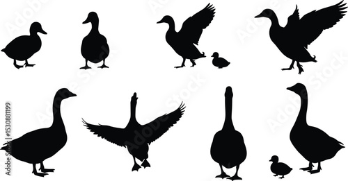Silhouettes of ducks, geese, and ducklings in walking and flapping poses, black vector birds isolated on white background, wildlife, farm, nature, and animal clipart