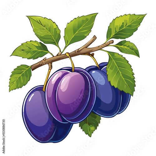 Plums on a branch vector color illustration. Image of ripe fruits on a branch on an isolated background. For design and packaging