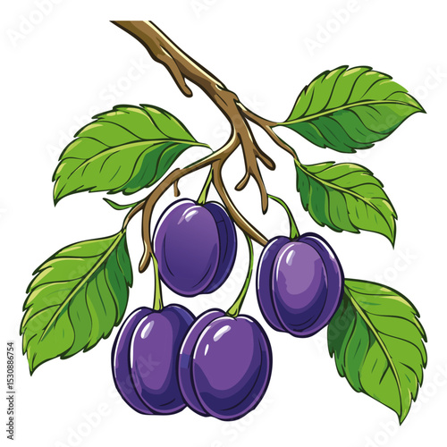 Plums on a branch vector color illustration. Image of ripe fruits on a branch on an isolated background. For design and packaging