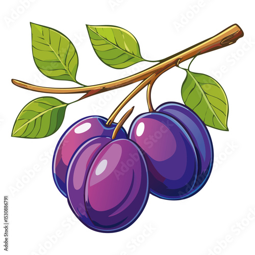 Plums on a branch vector color illustration. Image of ripe fruits on a branch on an isolated background. For design and packaging