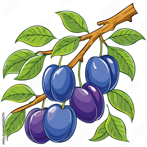 Plums on a branch vector color illustration. Image of ripe fruits on a branch on an isolated background. For design and packaging