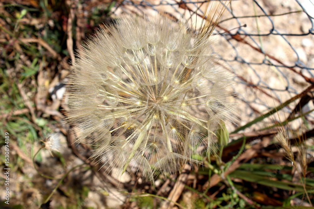 Fototapeta premium großer Bocksbart, Tragopogon dubius, Pusteblume Nahaufnahme