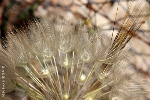 großer Bocksbart, Tragopogon dubius, Pusteblume Nahaufnahme