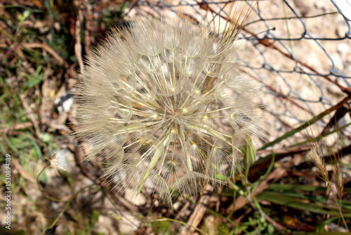 großer Bocksbart, Tragopogon dubius, Pusteblume Nahaufnahme