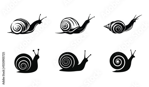 snail on a white background