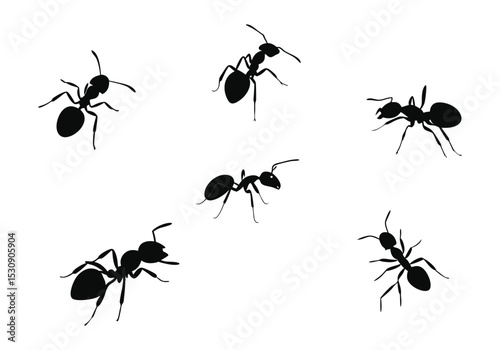 set of black ants isolated