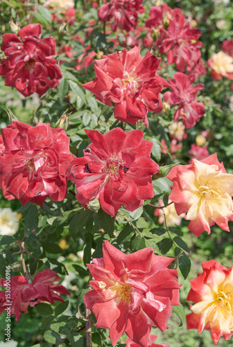 Multicolored flowers of garden rose