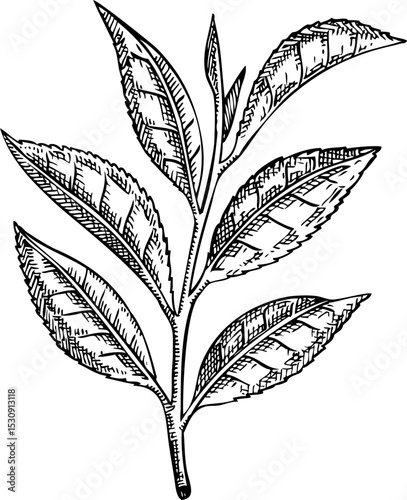 Green tea sketch. Hand drawn botanical illustration. Natural ingredients, skin care, organic cosmetics logo design. Not AI generated