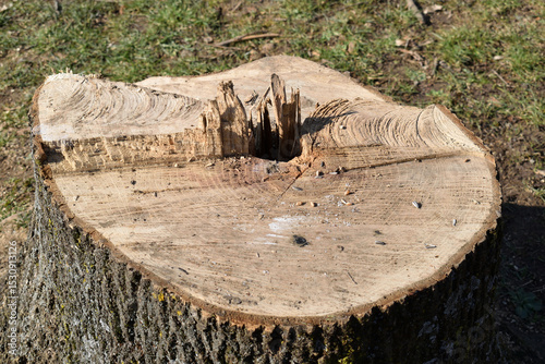 Stump of Recently Felled Old Tree  in Park 