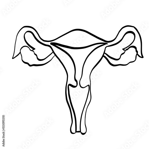 uterus en période neutre en line