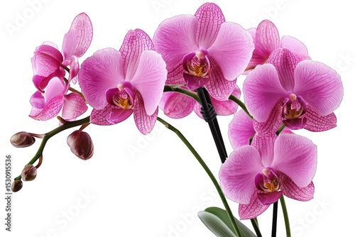 Pink orchids, detailed petals, dark background, bright