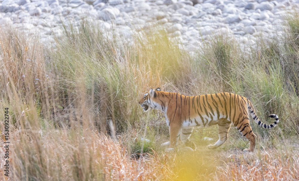Fototapeta premium Female tigress (Panthera tigris) walking at jungle with natural green background of forest.
