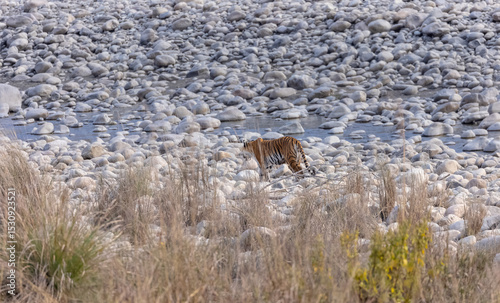 Female tigress (Panthera tigris) walking at jungle with natural green background of forest.