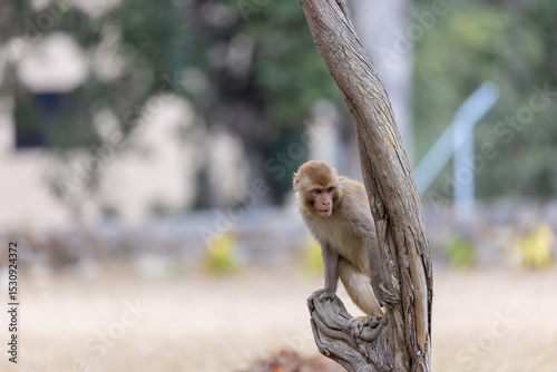 Rhesus macaque (Macaca mulatta) or Indian Monkey play full mode in the forest of corbett.