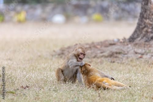 Rhesus macaque (Macaca mulatta) or Indian Monkey play full mode in the forest of corbett.