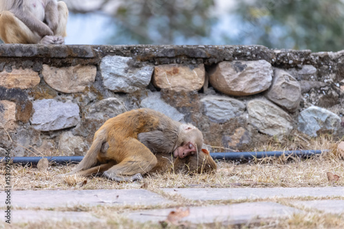 Rhesus macaque (Macaca mulatta) or Indian Monkey play full mode in the forest of corbett.
