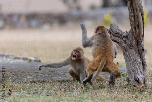 Rhesus macaque (Macaca mulatta) or Indian Monkey play full mode in the forest of corbett.