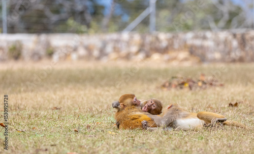 Rhesus macaque (Macaca mulatta) or Indian Monkey play full mode in the forest of corbett.