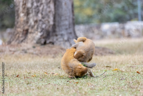 Rhesus macaque (Macaca mulatta) or Indian Monkey play full mode in the forest of corbett.