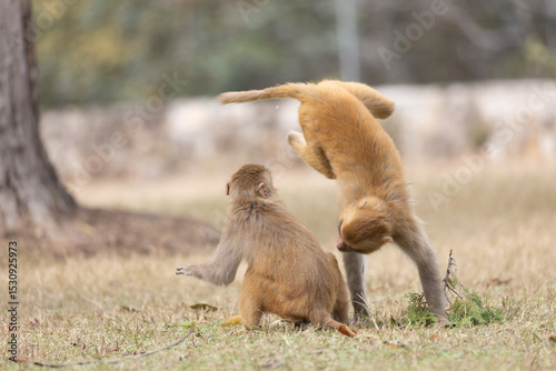 Rhesus macaque (Macaca mulatta) or Indian Monkey play full mode in the forest of corbett.