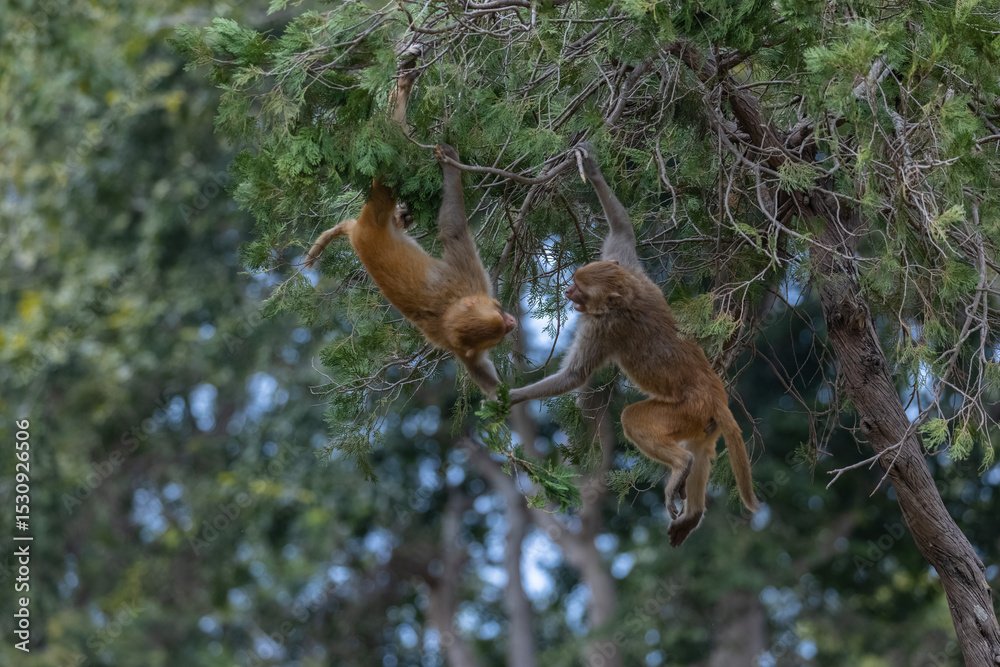 Obraz premium Rhesus macaque (Macaca mulatta) or Indian Monkey play full mode in the forest of corbett.