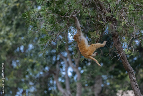 Rhesus macaque (Macaca mulatta) or Indian Monkey play full mode in the forest of corbett.